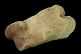 Fossil Rhino (Teleoceras) Metatarsal - Kansas #136433-5